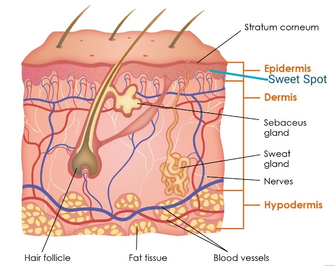 Skin cross section illustration for microblading purposes