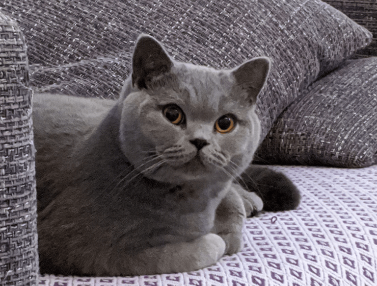 Grey cat lying on a sofa 404 page